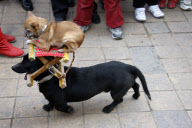 Dogs perform balancing act in street, Huaibei, Anhui province, China - Feb 2010