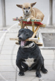 Dogs perform balancing act in street, Huaibei, Anhui province, China - Feb 2010
