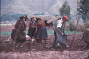 INDIAN, POTATO CULTIVATION, UMASBAMBA, CUZCO, PERU
