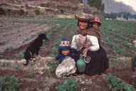 AMERINDIAN, CHILDREN, FIELD WORK, UMASBAMBA, CUZCO, PERU