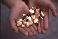 INDIAN CORN GRAIN, CHINCHEROS, CUZCO, PERU