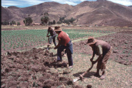 PRONGING, FIELD WORK, UMASBAMBA, CUZCO, PERU
