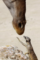 Cheeky meerkat comes face-to-face with giraffe, Lisbon Zoo, Portugal - 18 Feb 2010