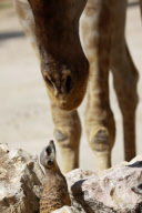 Cheeky meerkat comes face-to-face with giraffe, Lisbon Zoo, Portugal - 18 Feb 2010