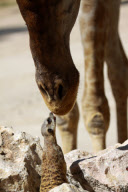 Cheeky meerkat comes face-to-face with giraffe, Lisbon Zoo, Portugal - 18 Feb 2010