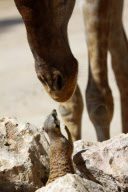 Cheeky meerkat comes face-to-face with giraffe, Lisbon Zoo, Portugal - 18 Feb 2010