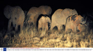 The Illegal Ivory Trade In Kenya Begins As The Previous World Embargo Of The Hunting Of African Elephants For Their Tusks Is Lifted -a Herd Of African Elephants Caught In The Headlights Of The Rangers Vehicle In The Rukinga Wildlife Sanctuary Tsavo W