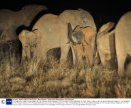 The Illegal Ivory Trade In Kenya Begins As The Previous World Embargo Of The Hunting Of African Elephants For Their Tusks Is Lifted -a Herd Of African Elephants Caught In The Headlights Of The Rangers Vehicle In The Rukinga Wildlife Sanctuary Tsavo W