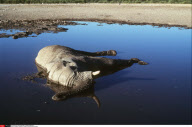 NAMIBIE : ELEPHANTS ET IVOIRE AU PARC     NATIONAL D'ETOSHA