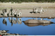 NAMIBIE : ELEPHANTS ET IVOIRE AU PARC     NATIONAL D'ETOSHA