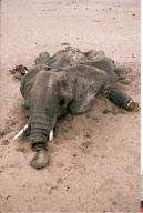 NAMIBIE : ELEPHANTS ET IVOIRE AU PARC     NATIONAL D'ETOSHA
