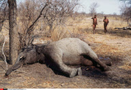 NAMIBIE : ELEPHANTS ET IVOIRE AU PARC     NATIONAL D'ETOSHA