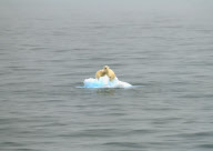 polar bears 2007