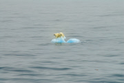 polar bears 2007