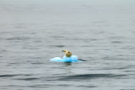 polar bears 2007