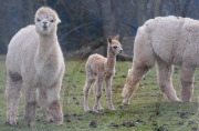 New baby alpaca nicknamed Marshmallow born at Woodlands Leisure Park, near Dartmouth, Britain - 08 Mar 2010