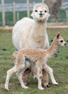 New baby alpaca nicknamed Marshmallow born at Woodlands Leisure Park, near Dartmouth, Britain - 08 Mar 2010
