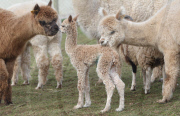 New baby alpaca nicknamed Marshmallow born at Woodlands Leisure Park, near Dartmouth, Britain - 08 Mar 2010