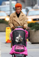 A dog with it's own pushchair in New York, America - 11 Mar 2010