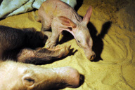Aardvark born at Colchester Zoo, Colchester, Britain - Mar 2010