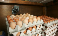 Farmer sets up cameras in 'honesty' shop after egg thefts, Norwich, Britain - 28 Feb 2010