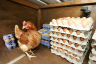 Farmer sets up cameras in 'honesty' shop after egg thefts, Norwich, Britain - 28 Feb 2010