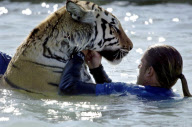 Zoo Keeper playing with a Tiger in the water during 'Tiger Splash' at Out of Africa Wildlife Park, Camp Verde, Arizona, America - 04 Mar 2010