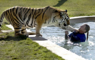 Zoo Keeper playing with a Tiger in the water during 'Tiger Splash' at Out of Africa Wildlife Park, Camp Verde, Arizona, America - 04 Mar 2010