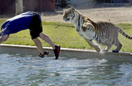 Zoo Keeper playing with a Tiger in the water during 'Tiger Splash' at Out of Africa Wildlife Park, Camp Verde, Arizona, America - 04 Mar 2010