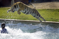 Zoo Keeper playing with a Tiger in the water during 'Tiger Splash' at Out of Africa Wildlife Park, Camp Verde, Arizona, America - 04 Mar 2010