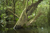 Marine Wildlife