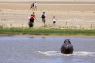A family run from hippopotamus protecting its calf, iSimangaliso Wetland Park, St Lucia, South Africa - Feb 2010