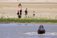 A family run from hippopotamus protecting its calf, iSimangaliso Wetland Park, St Lucia, South Africa - Feb 2010