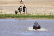 A family run from hippopotamus protecting its calf, iSimangaliso Wetland Park, St Lucia, South Africa - Feb 2010