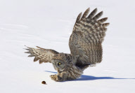 Owl gets snowed under on the hunt, Ontario, Canada - 05 Mar 2010