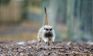 Orphaned Meerkats Thrive After Being Raised on an Aga, Axe Valley Bird & Animal Park, Devon, Britain - 22 Feb 2010