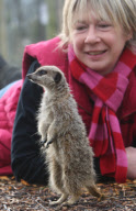 Orphaned Meerkats Thrive After Being Raised on an Aga, Axe Valley Bird & Animal Park, Devon, Britain - 22 Feb 2010