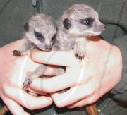 Orphaned Meerkats Thrive After Being Raised on an Aga, Axe Valley Bird & Animal Park, Devon, Britain - 22 Feb 2010