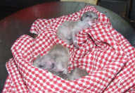 Orphaned Meerkats Thrive After Being Raised on an Aga, Axe Valley Bird & Animal Park, Devon, Britain - 22 Feb 2010
