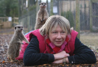 Orphaned Meerkats Thrive After Being Raised on an Aga, Axe Valley Bird & Animal Park, Devon, Britain - 22 Feb 2010