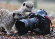 Orphaned Meerkats Thrive After Being Raised on an Aga, Axe Valley Bird & Animal Park, Devon, Britain - 22 Feb 2010
