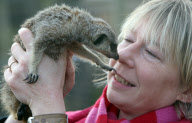 Orphaned Meerkats Thrive After Being Raised on an Aga, Axe Valley Bird & Animal Park, Devon, Britain - 22 Feb 2010