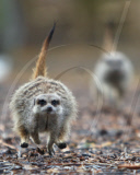 Orphaned Meerkats Thrive After Being Raised on an Aga, Axe Valley Bird & Animal Park, Devon, Britain - 22 Feb 2010