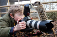 Orphaned Meerkats Thrive After Being Raised on an Aga, Axe Valley Bird & Animal Park, Devon, Britain - 22 Feb 2010