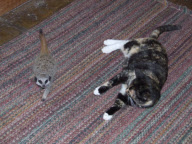Orphaned Meerkats Thrive After Being Raised on an Aga, Axe Valley Bird & Animal Park, Devon, Britain - 22 Feb 2010