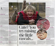 Orphaned Meerkats Thrive After Being Raised on an Aga, Axe Valley Bird & Animal Park, Devon, Britain - 22 Feb 2010