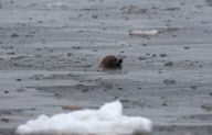 Whitecoat Harp Seals in the Gulf of St. Lawrence, Canada - 23 Mar 2010
