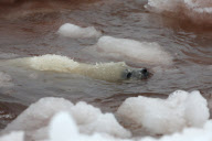 Whitecoat Harp Seals in the Gulf of St. Lawrence, Canada - 23 Mar 2010