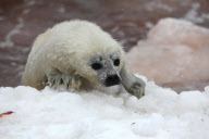 Whitecoat Harp Seals in the Gulf of St. Lawrence, Canada - 23 Mar 2010