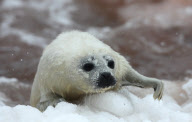Whitecoat Harp Seals in the Gulf of St. Lawrence, Canada - 23 Mar 2010